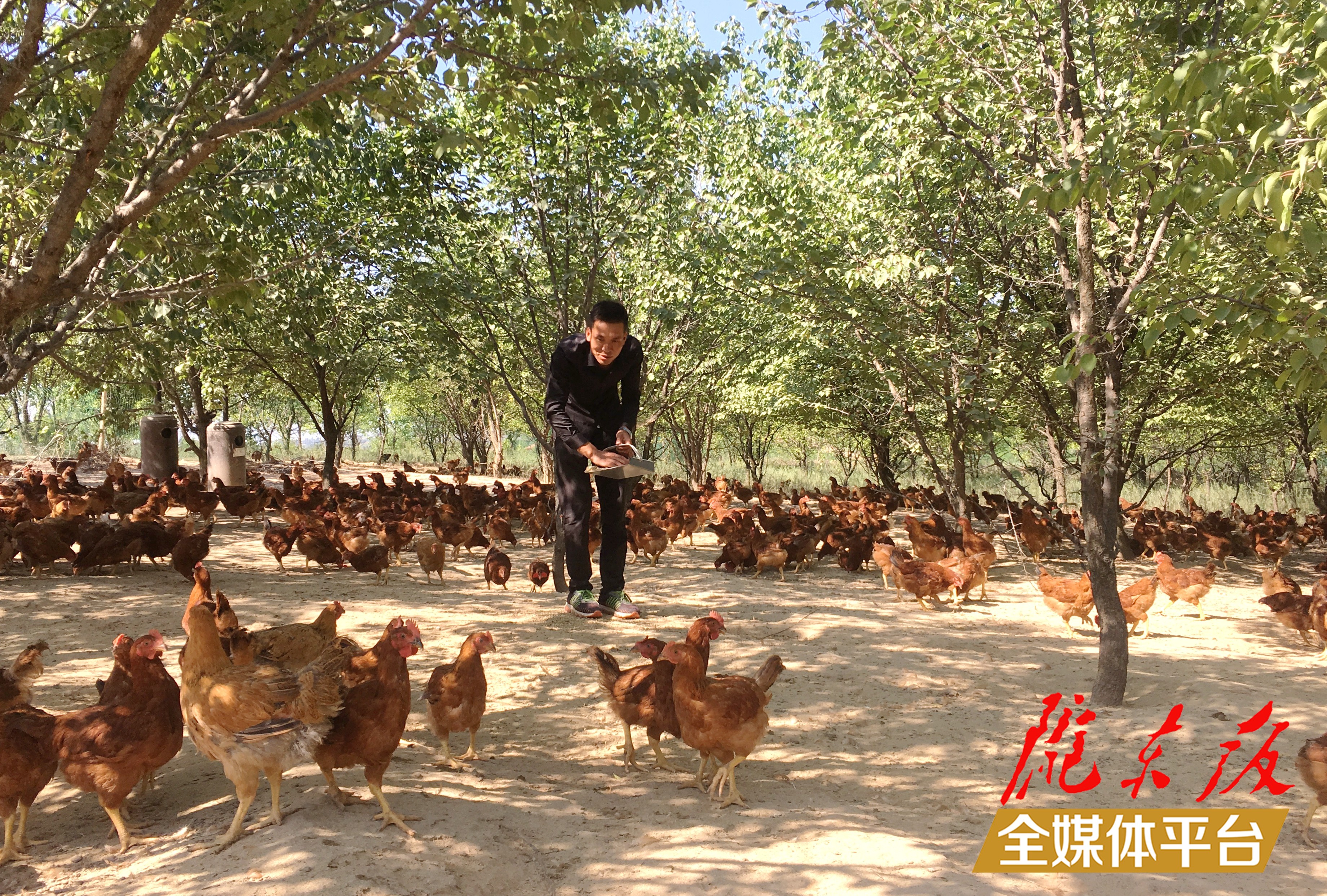 林下生態(tài)雞養(yǎng)殖。 盤小美 攝