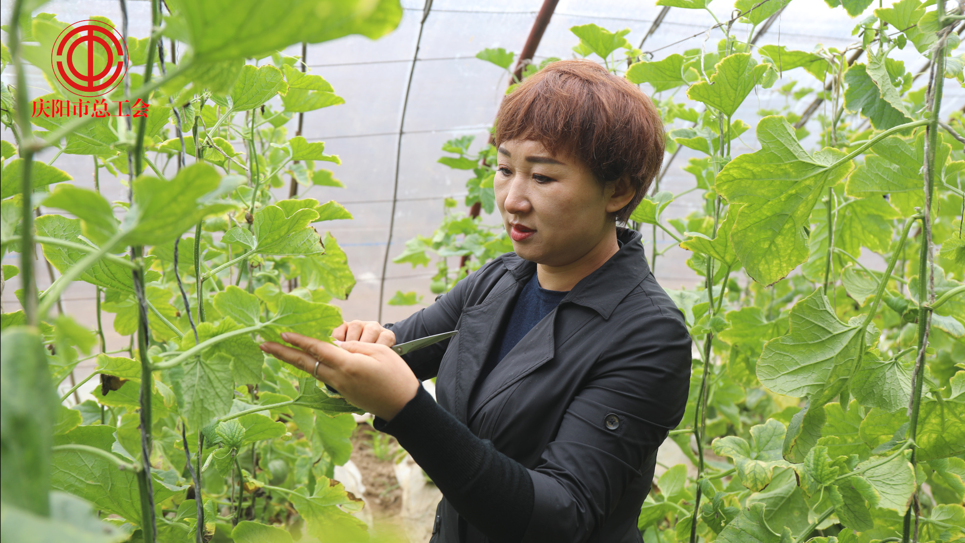 【講述奮斗故事 激勵(lì)建功立業(yè)】李曉莉：躬耕青山綠水間 服務(wù)“三農(nóng)”志不悔