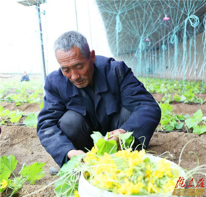 【新春走基層】板橋鎮(zhèn)錦坪村：“大棚經濟”振興鄉(xiāng)村  蔬菜產業(yè)強村富民