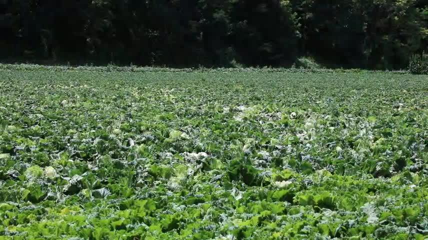 山河鎮(zhèn)解家川村：蔬菜種植正當(dāng)時(shí) 產(chǎn)業(yè)興旺促振興