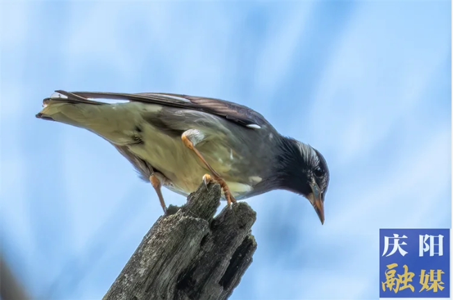 武國榮丨村子的鳥