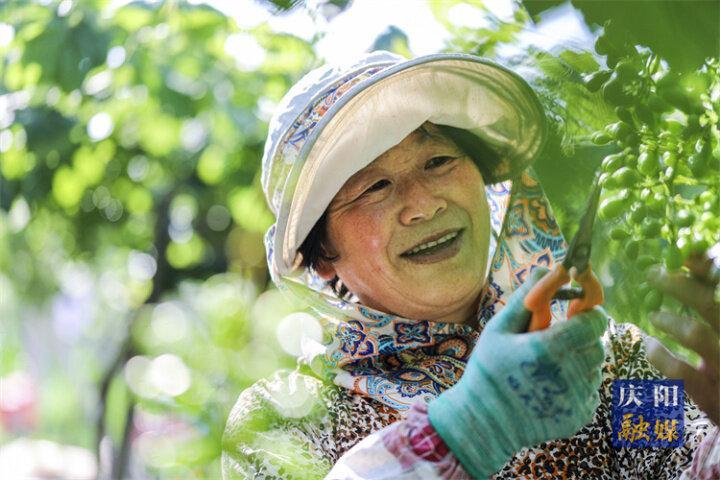 【攝影報道】合水縣西華池鎮(zhèn)黎家莊村：葡萄管護忙  疏果促增收