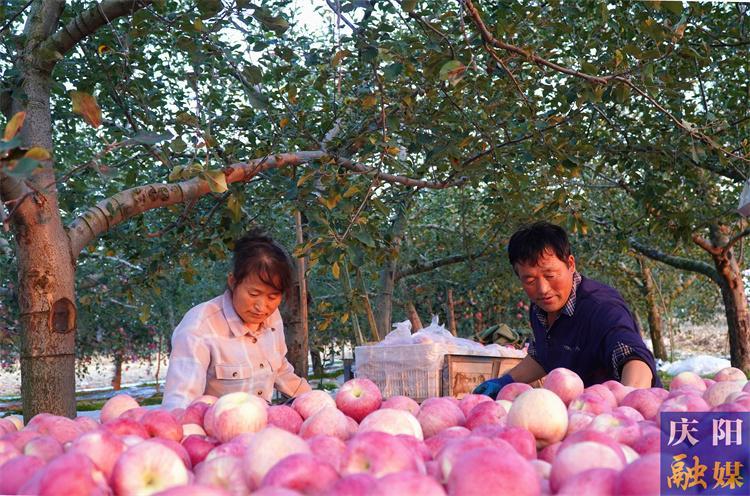 保障有力 管理增效 品牌增值 ——正寧縣蘋果產業(yè)又迎豐收