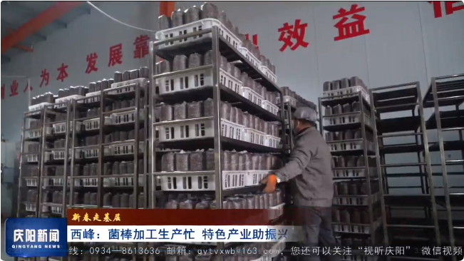 【新春走基層】西峰：菌棒加工生產忙 特色產業(yè)助振興