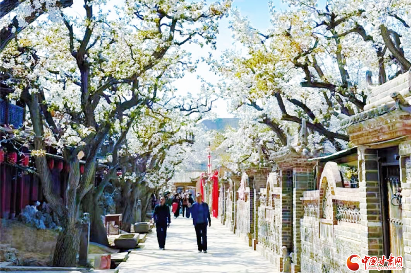 “世界第一古梨園”迎客流高峰 “數(shù)字”技術成亮點