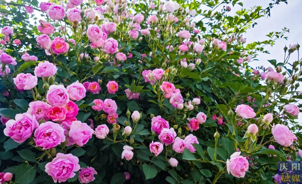 【攝影報(bào)道】薔薇花開！邂逅夏日的浪漫